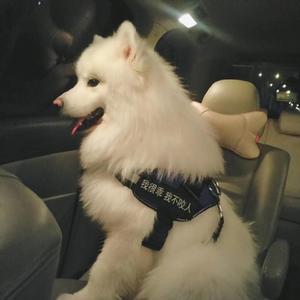 国产成AV人片在线观看天堂无码
